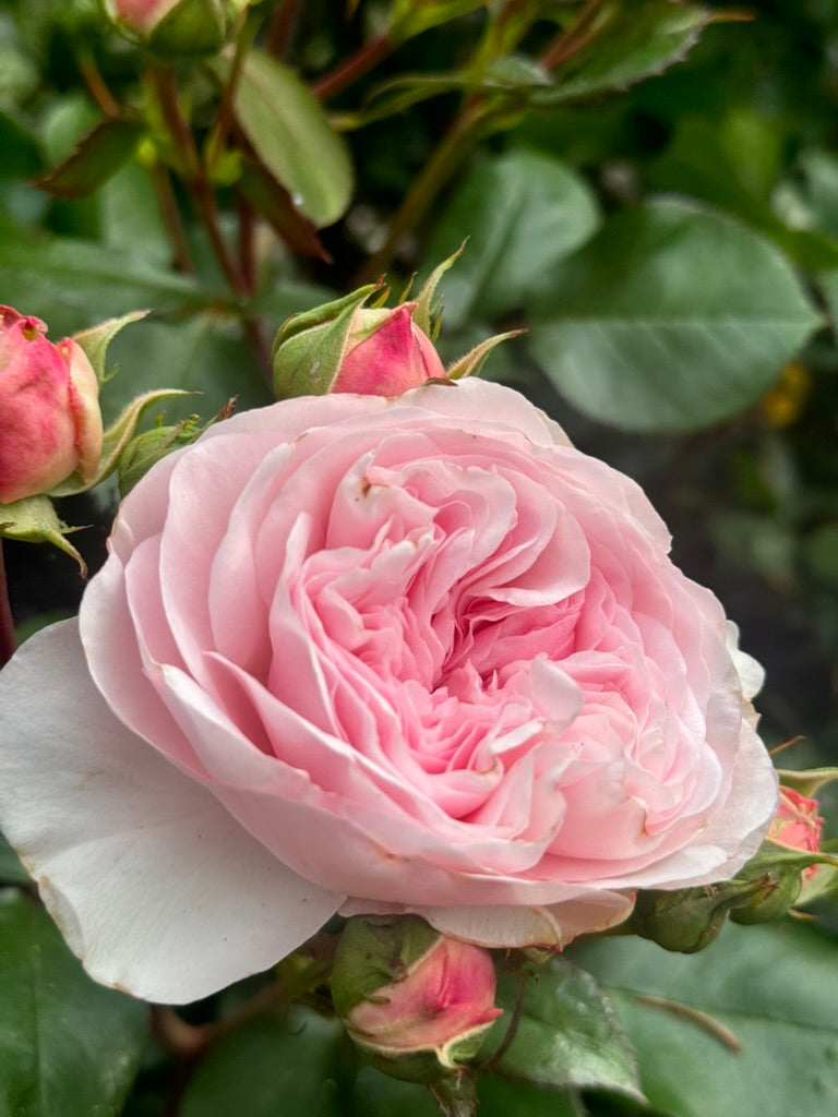 Rose - Maria Theresia