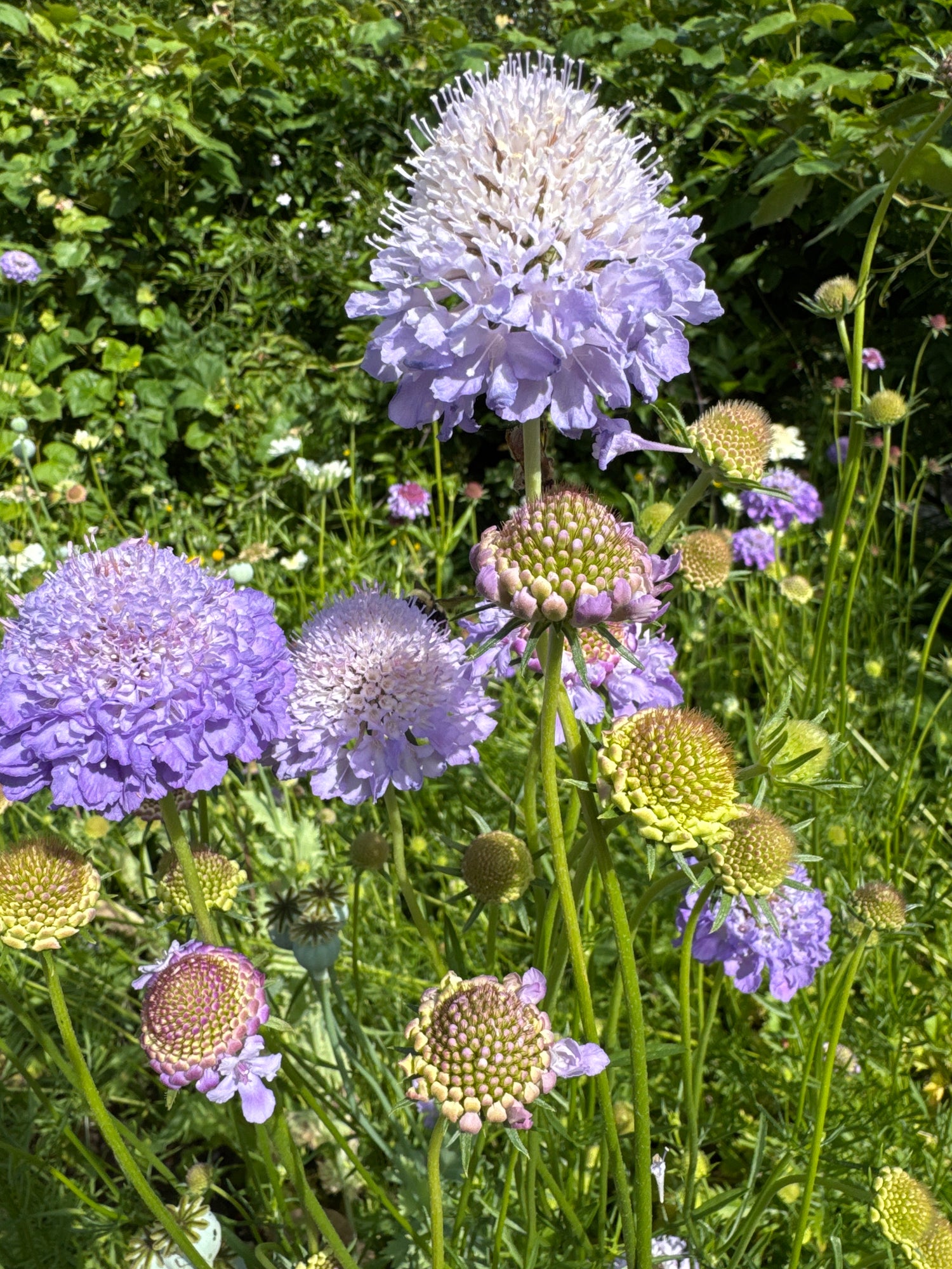 Scabiosa - Oxford Blue