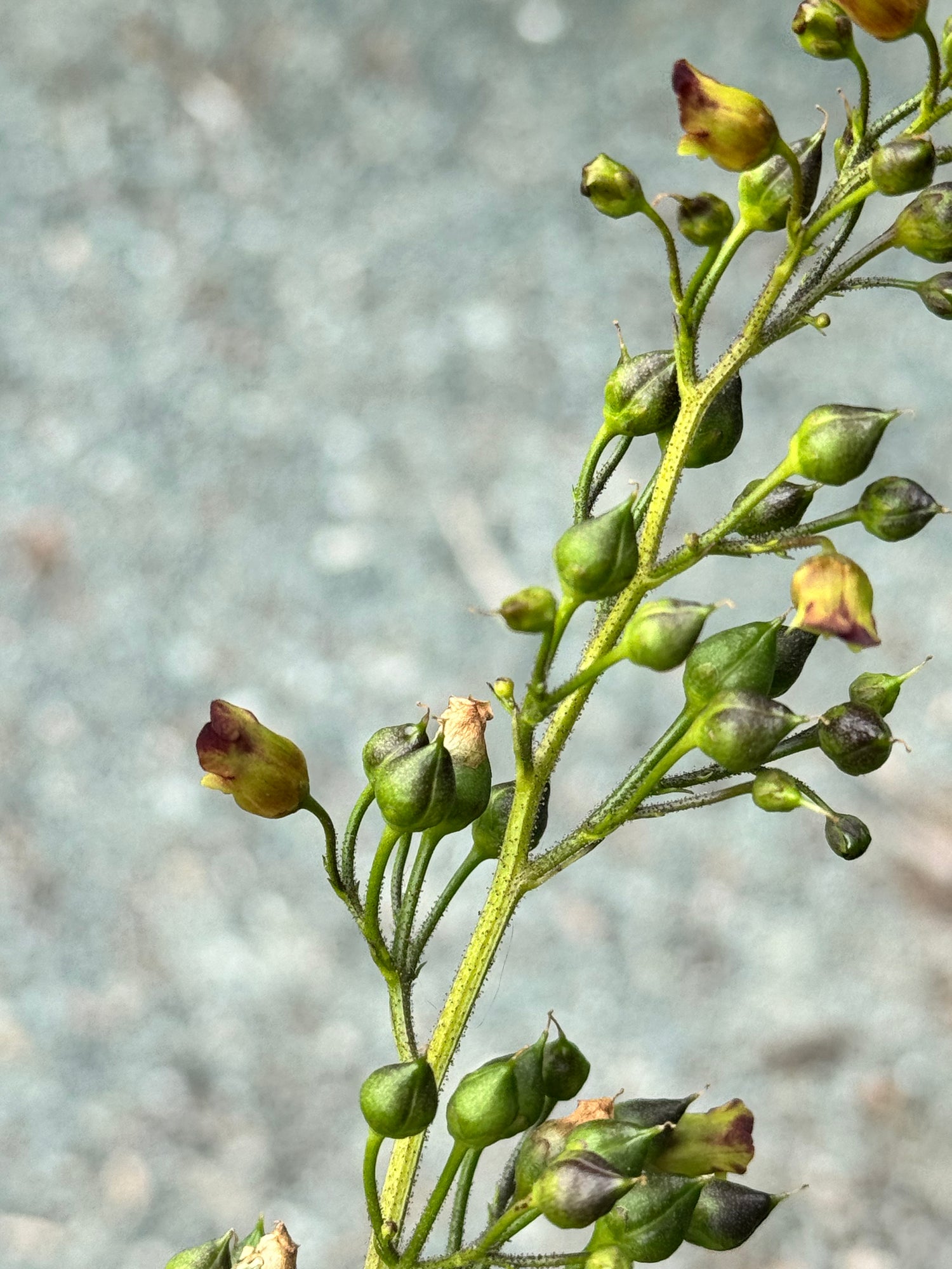 Figwort with pods