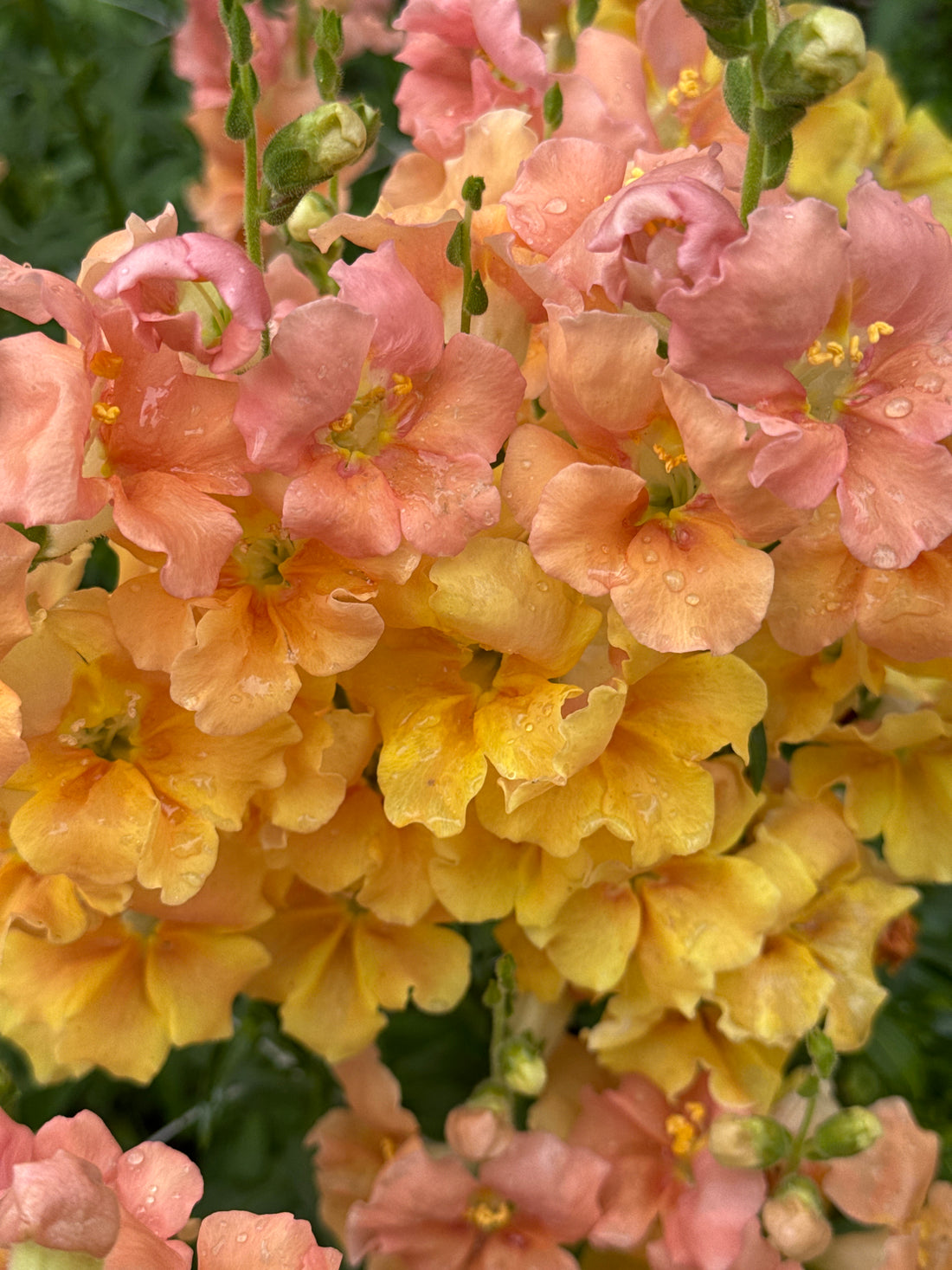 Snapdragon - light Chantilly Salmon