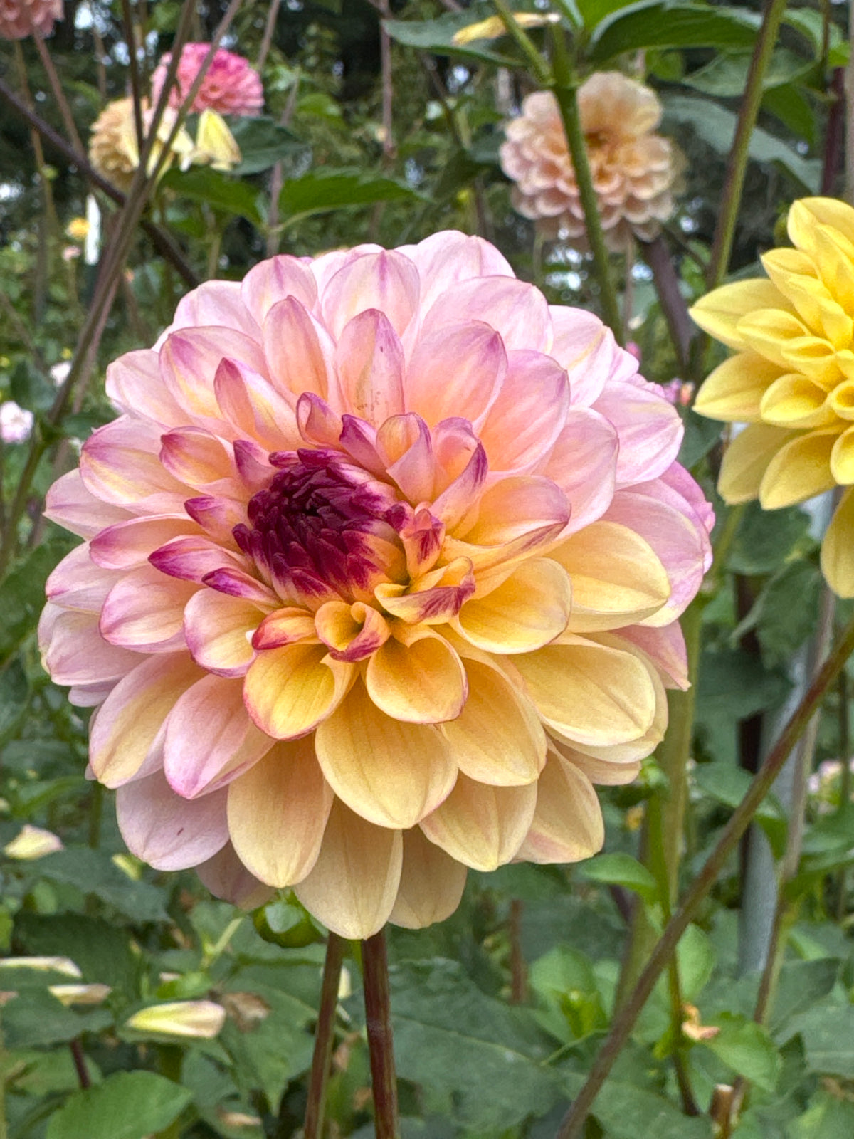 Dahlia - Wine Eyed Jill