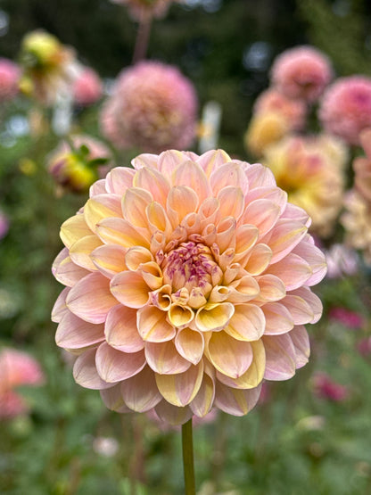 Dahlia - Wine Eyed Jill