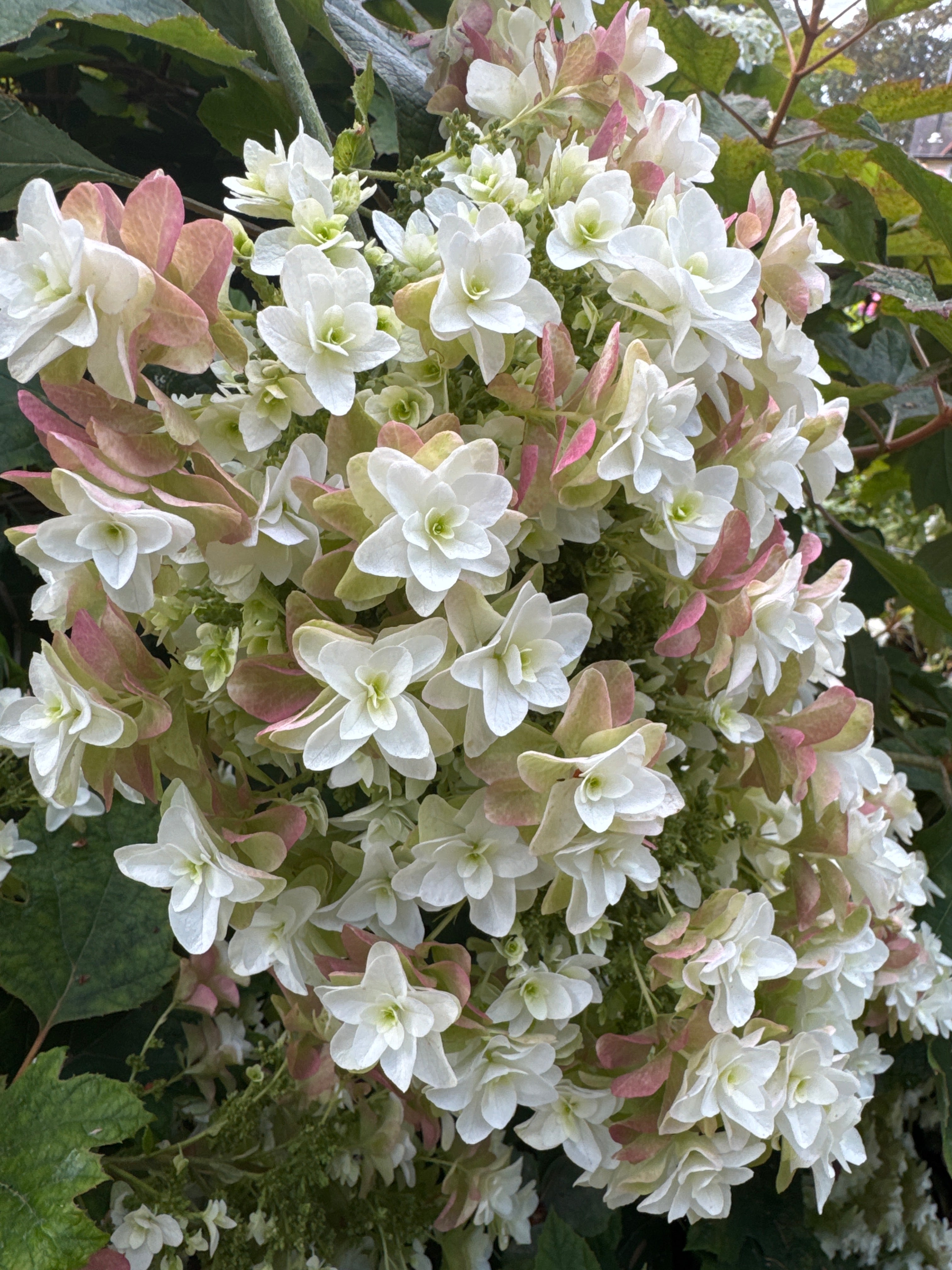 Hydrangea - Oak Leaf Double turning salmon