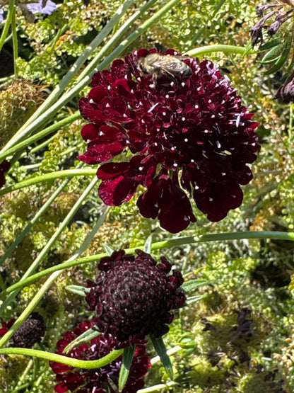 Scabiosa - Merlot Red