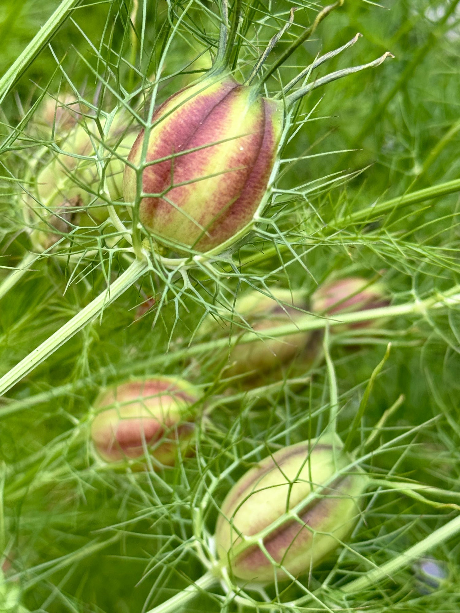 Nigella Pods- Green and burgundy stripes