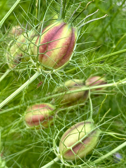 Nigella Pods- Green and burgundy stripes