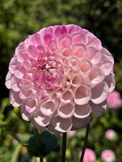 Dahlia - Genova