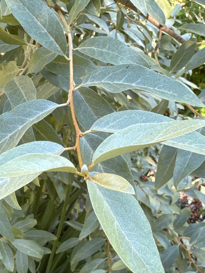 Elaeagnus - Quicksilver (no flowers)