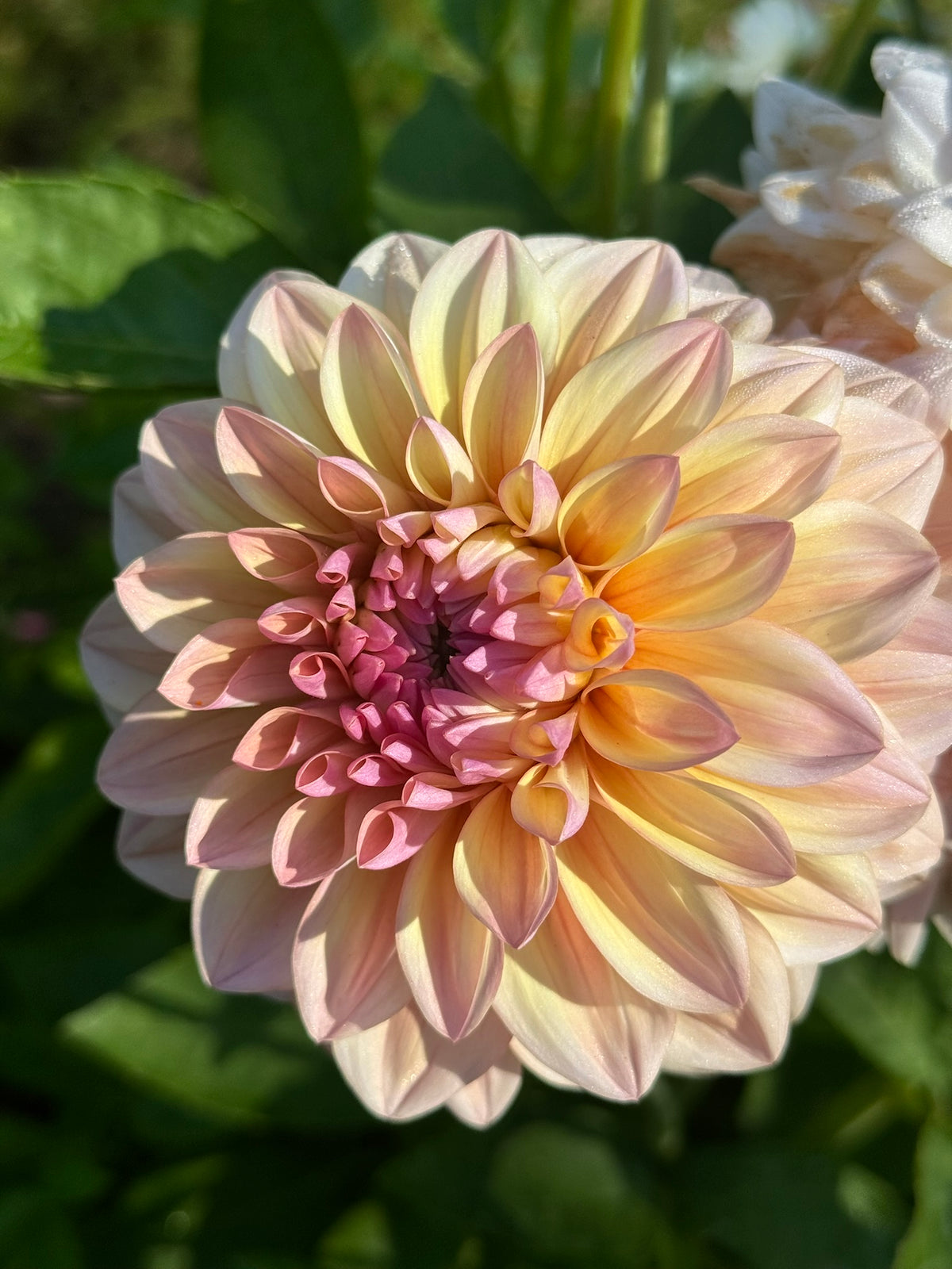 Dahlia - Sturn Sweet Maria