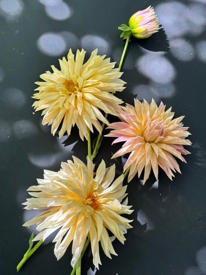 Dahlia - Café de Paris