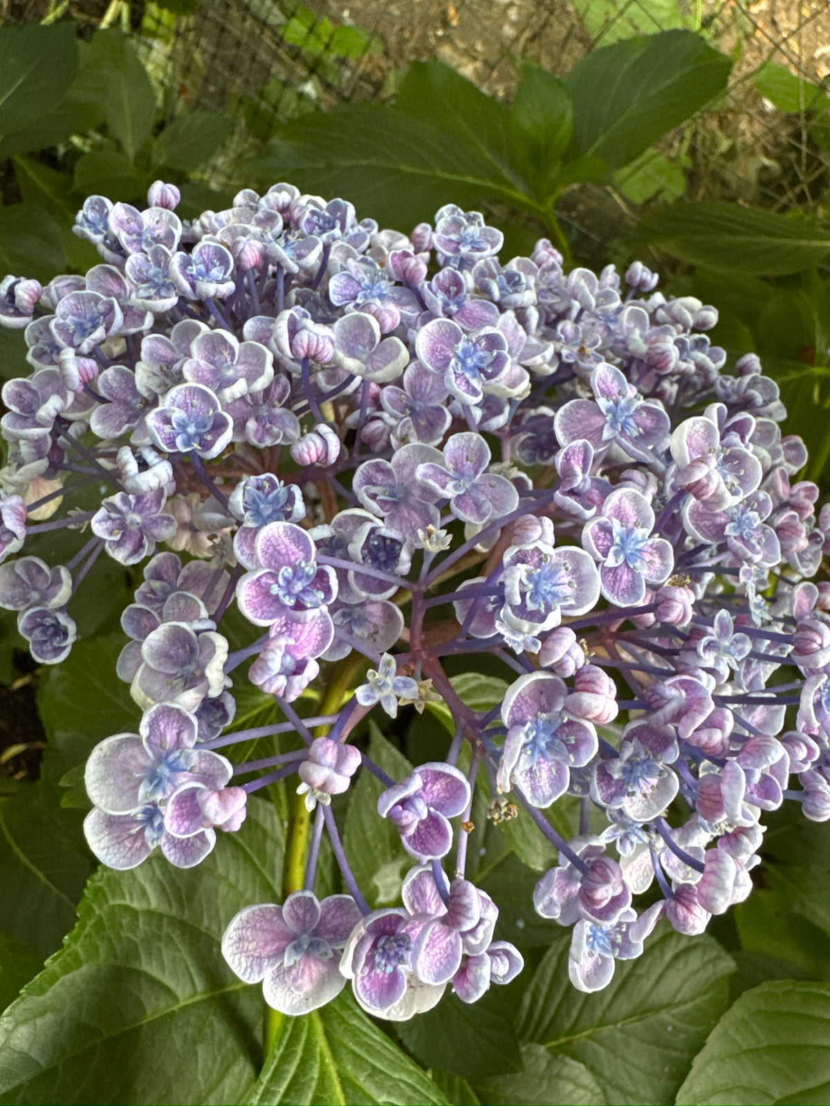 Hydrangea Macrophylla
