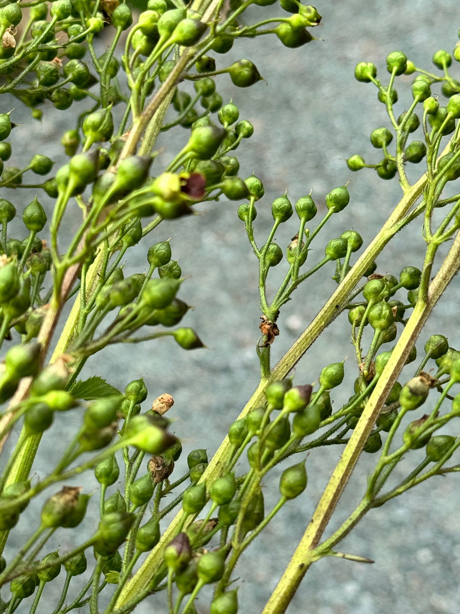 Figwort with pods