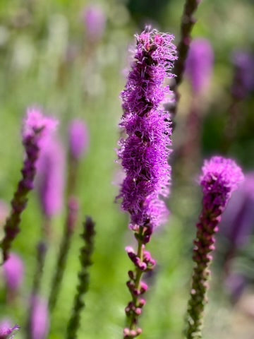 Liatris - Purple