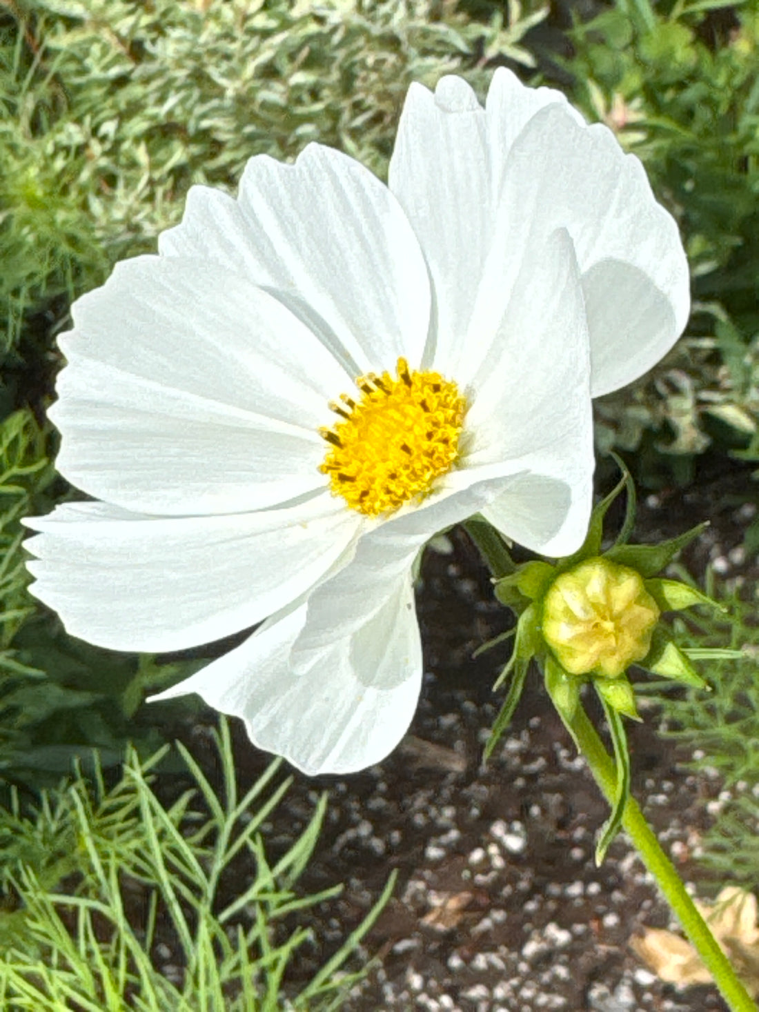 Cosmos - Versailles