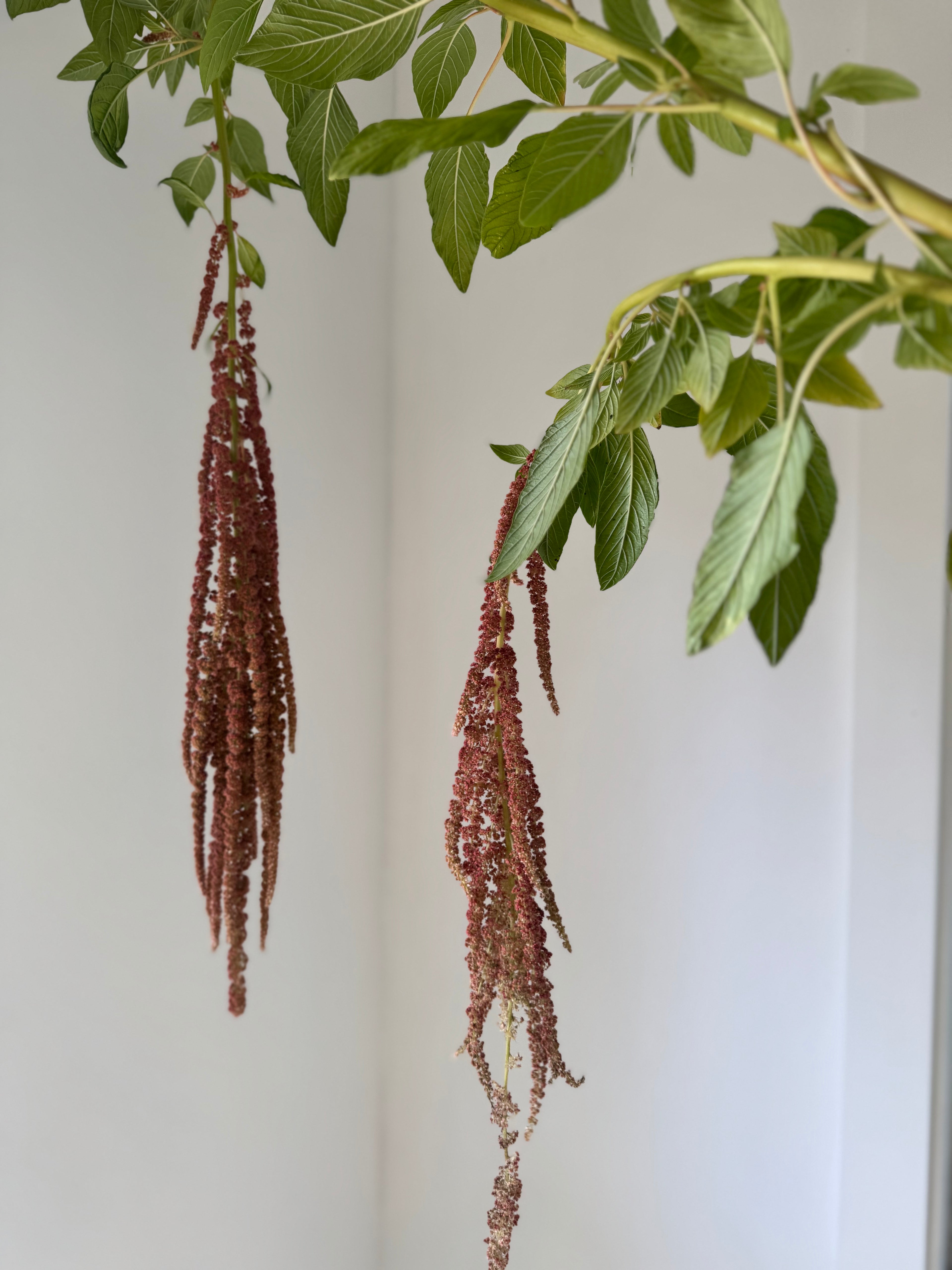 Amaranth - Coral Fountain