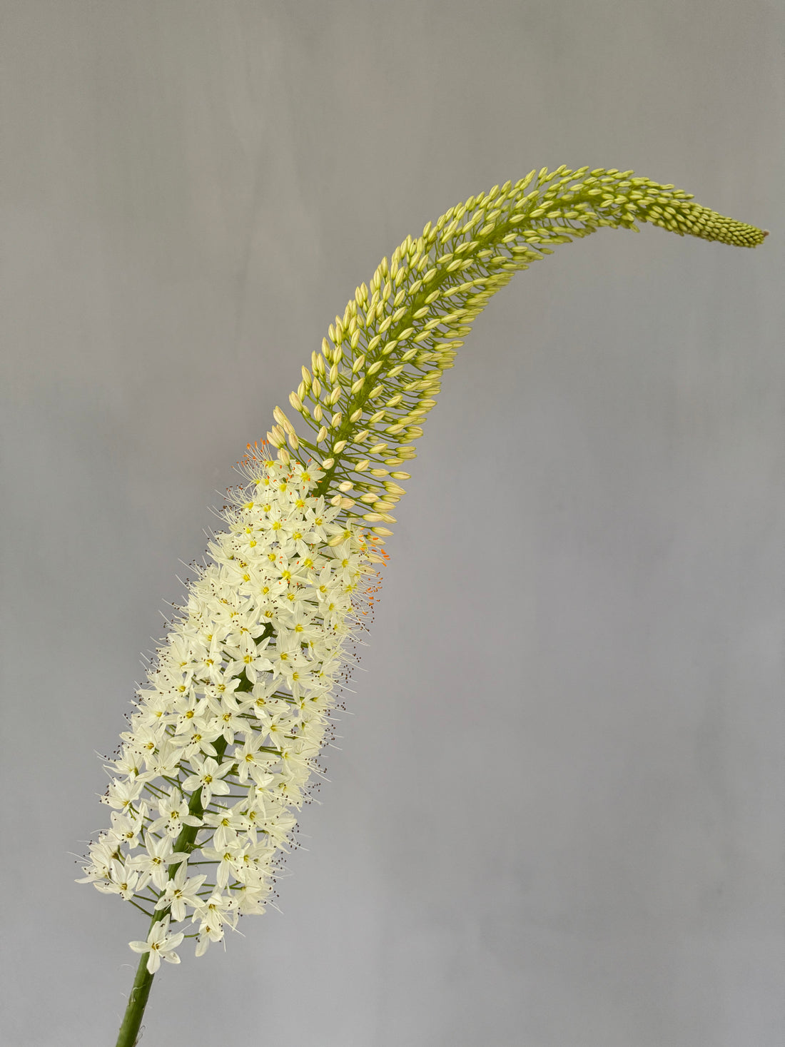 Eremurus White (3 stems)