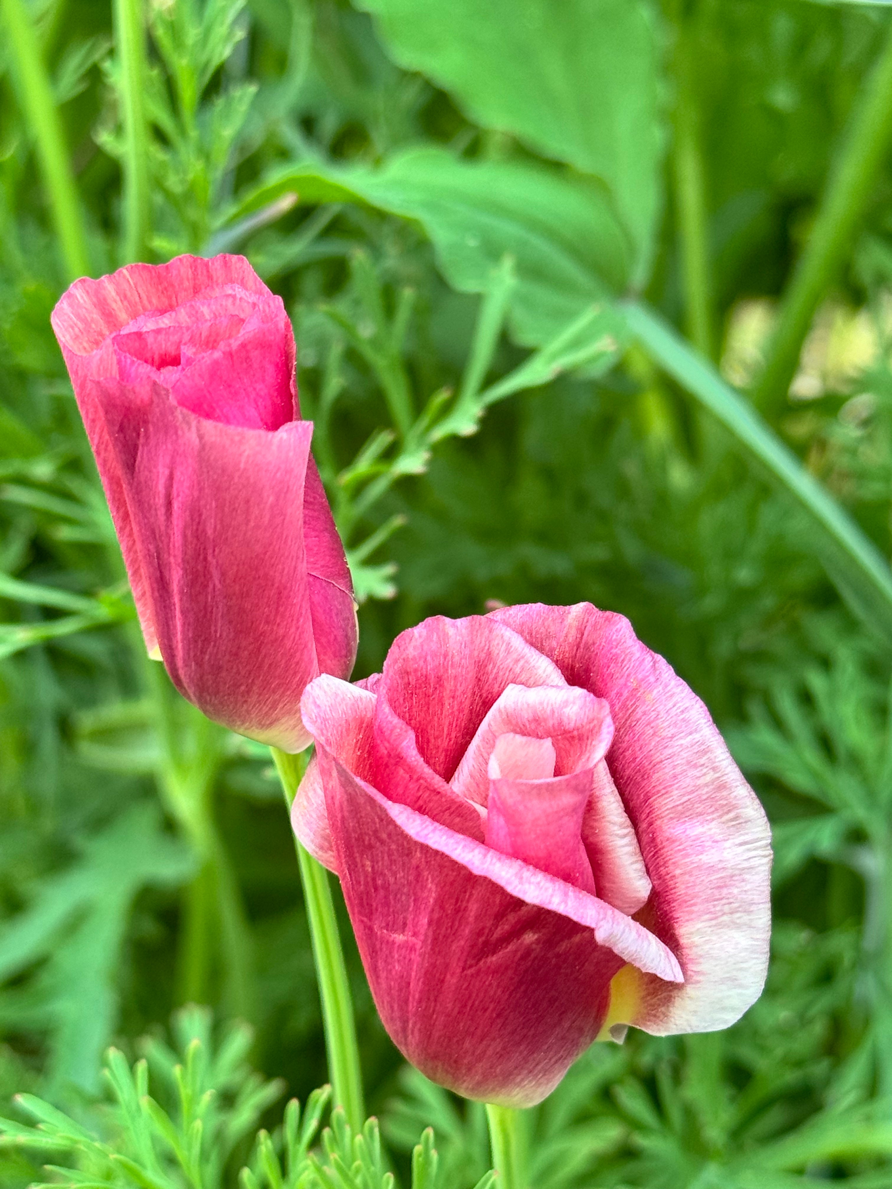 Poppy Thai Silk - Apple Blossom