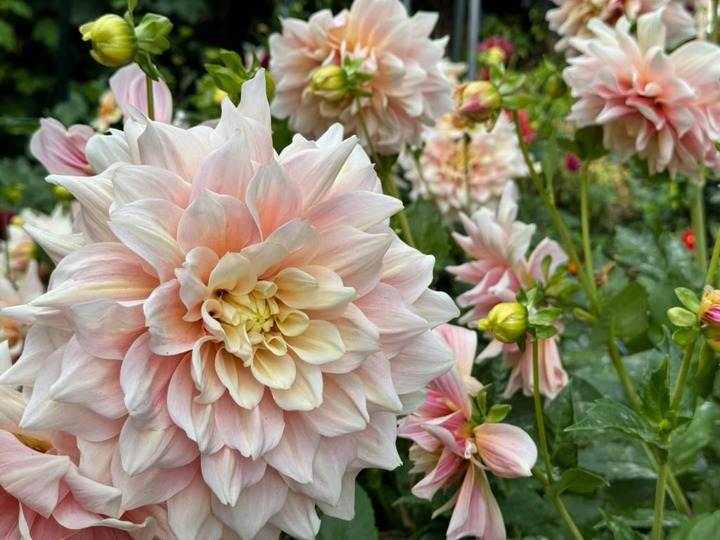 Dahlia Atelier