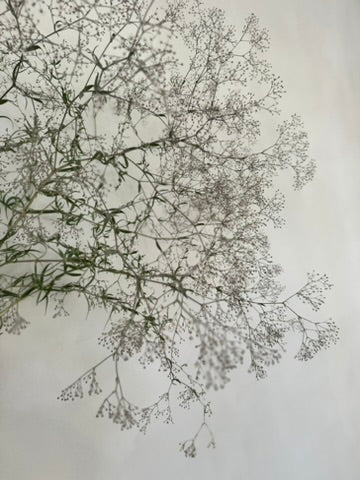 Gypsophila Paniculata XL