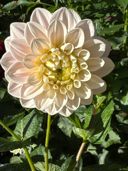 Dahlia - Sweet Nathalie