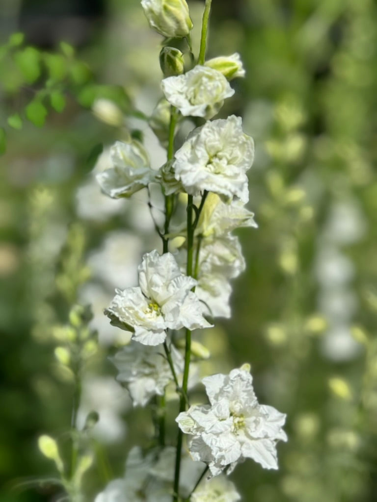 Larkspur - White