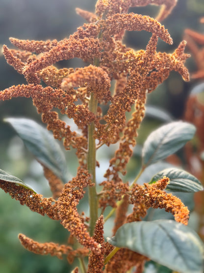 Amaranth - Hot Biscuits
