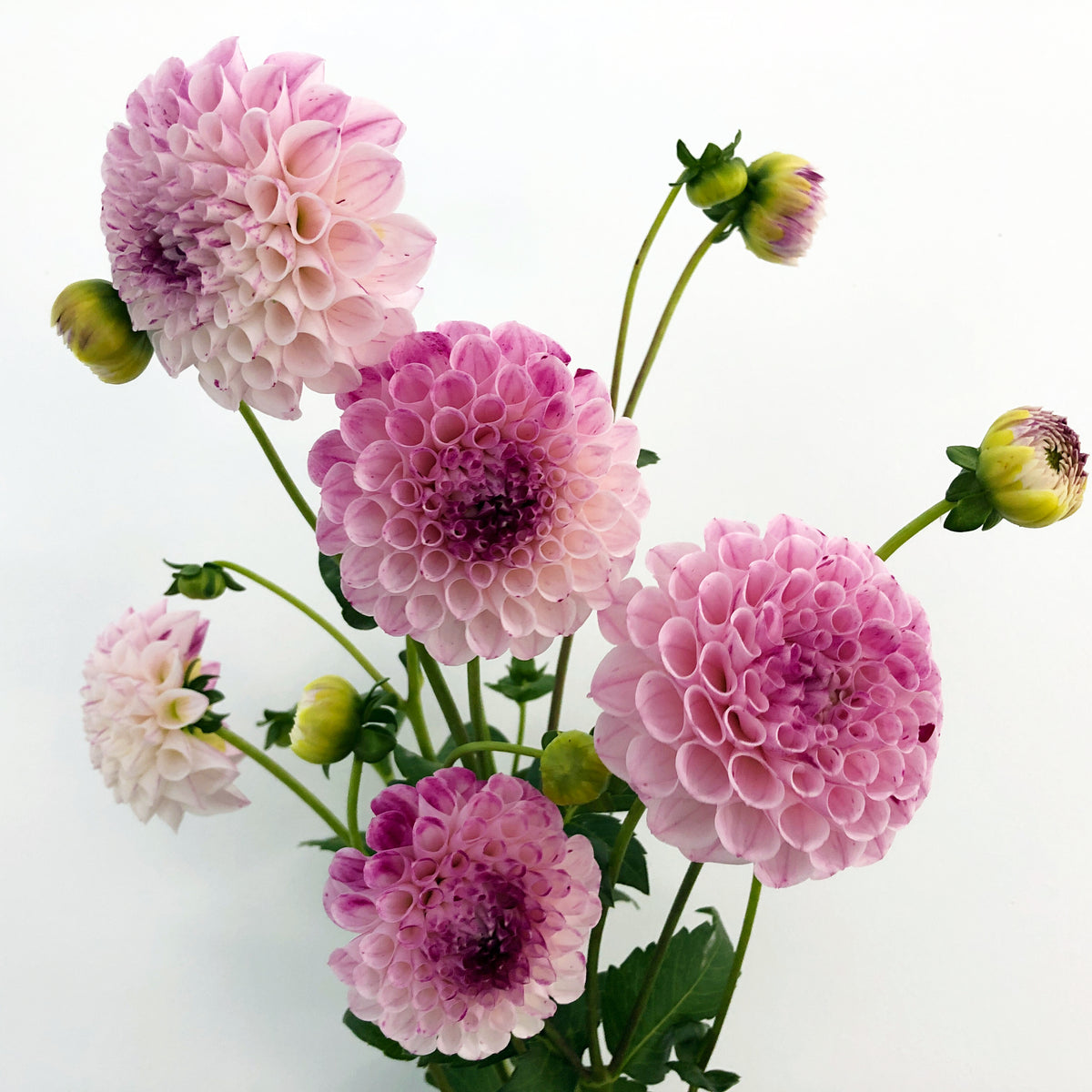 Dahlia fresh mix bunch (9 stems)