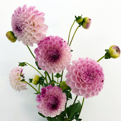 Dahlia fresh mix bunch (9 stems)