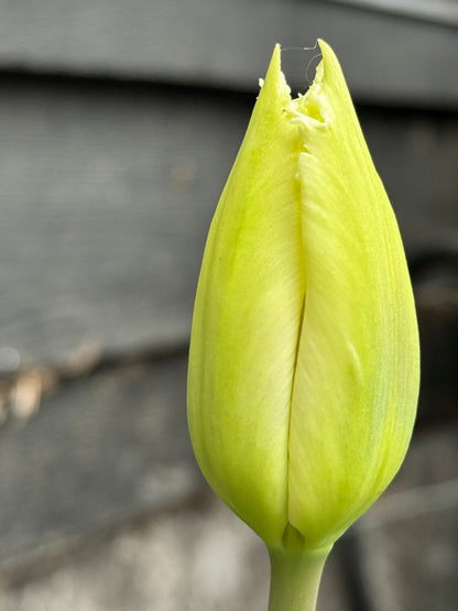 Tulip - North Pole