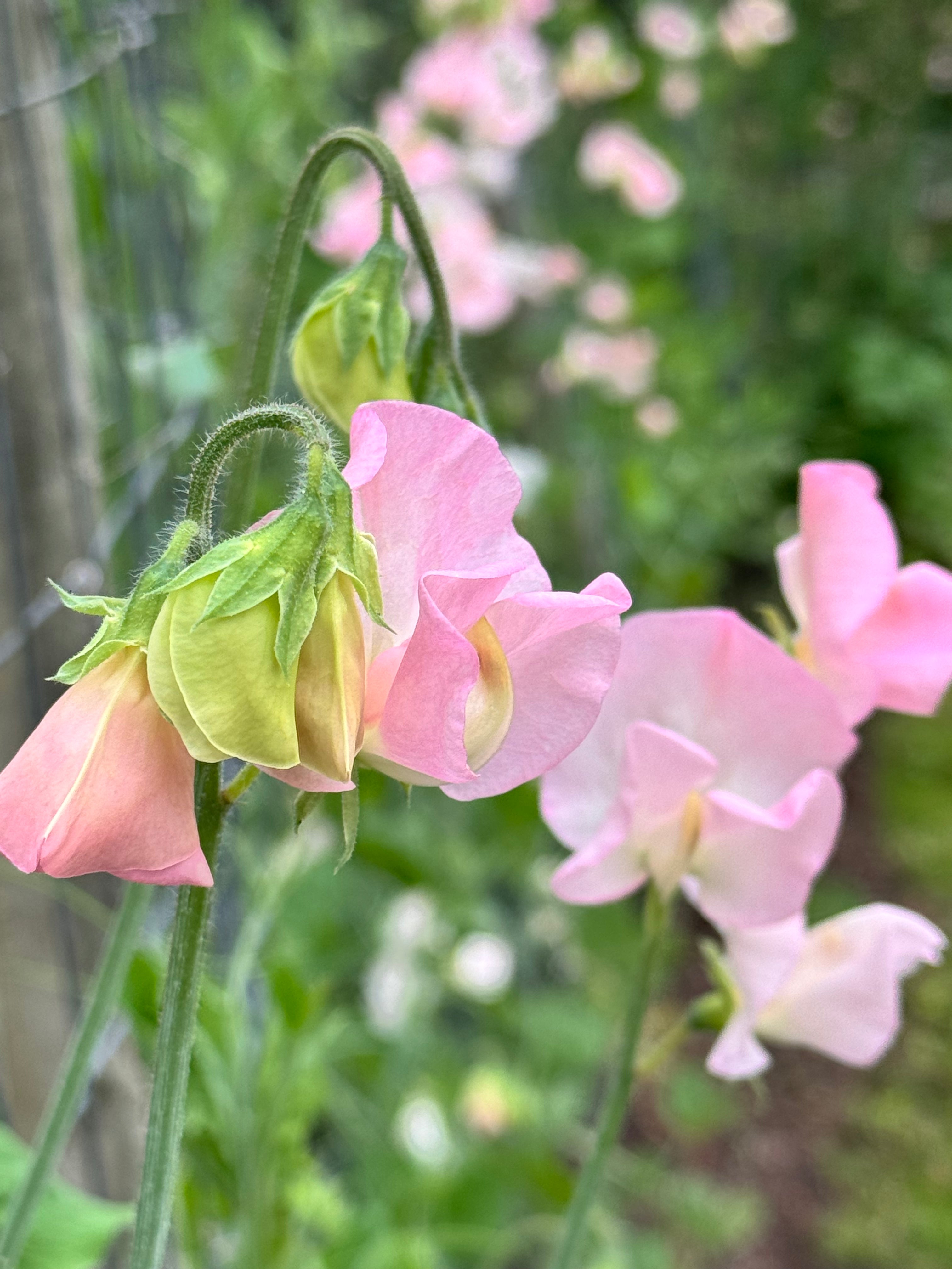 Sweet Pea, vining - Suzanne