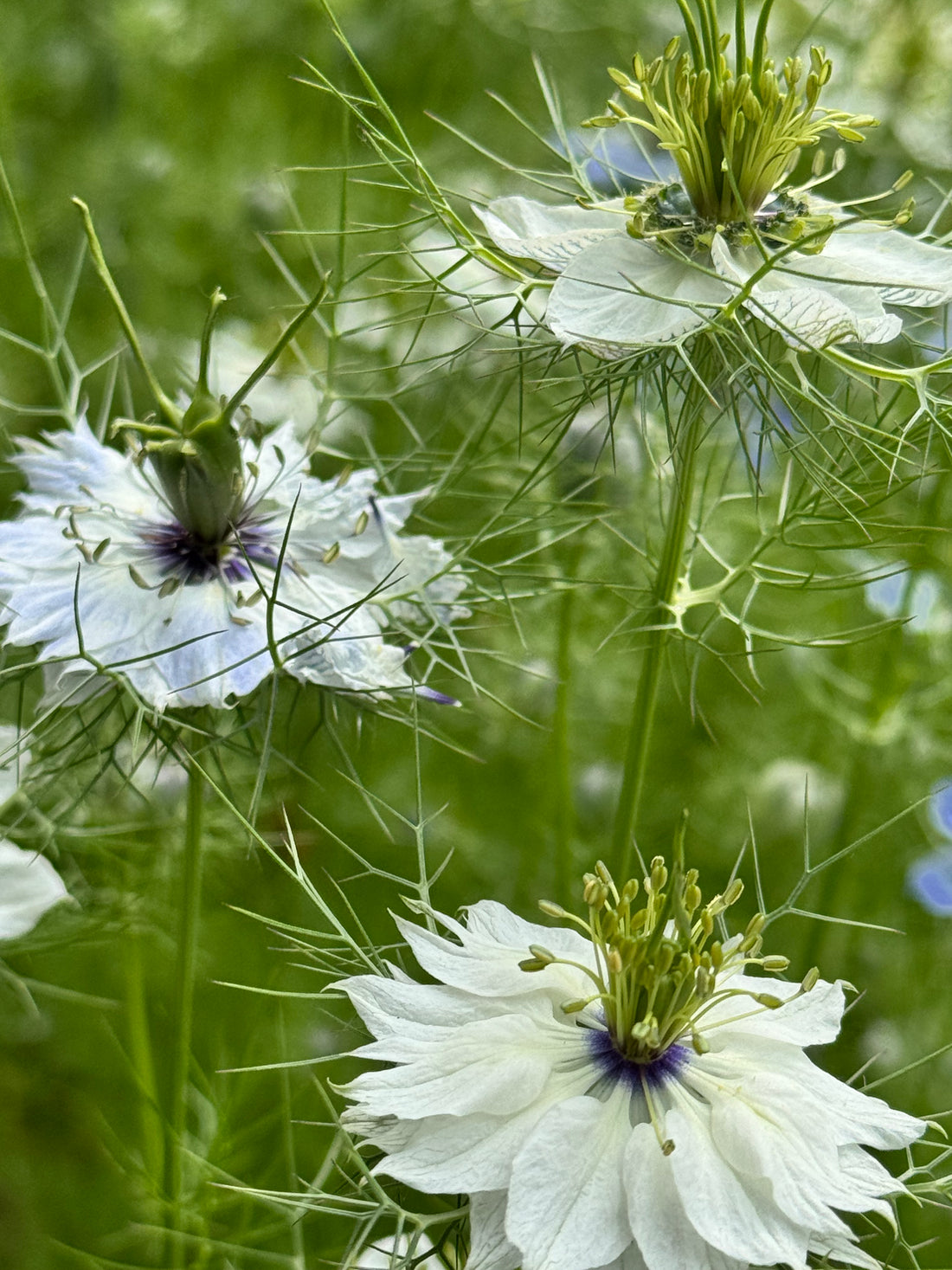 Nigella - Miss Jekyll white