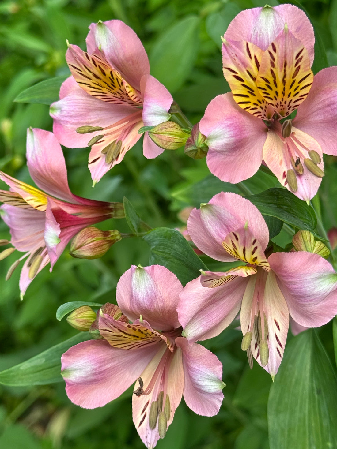 Alstroemeria - pink
