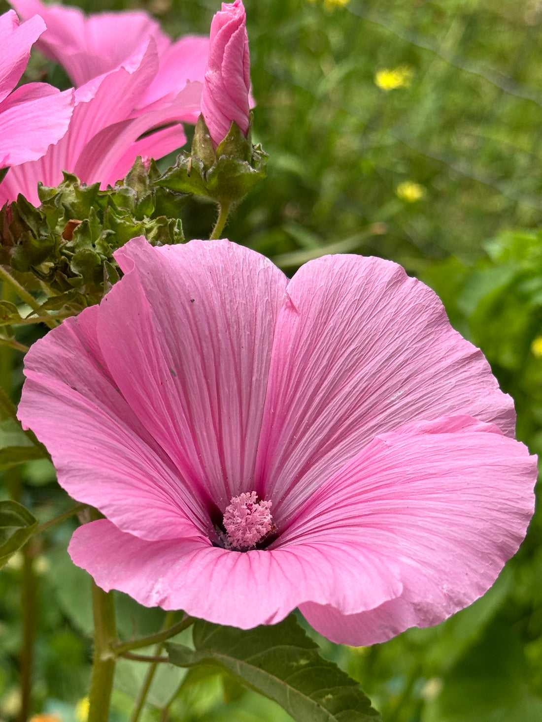 Lavatera - Pink Regis