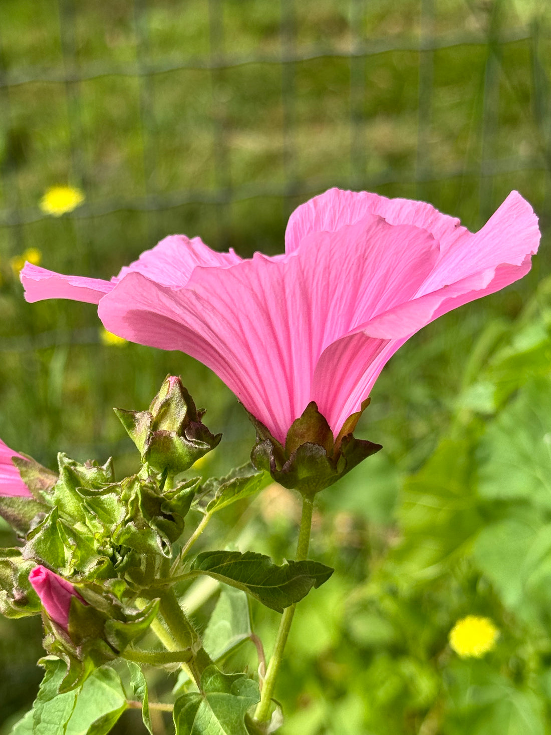 Lavatera - Pink Regis