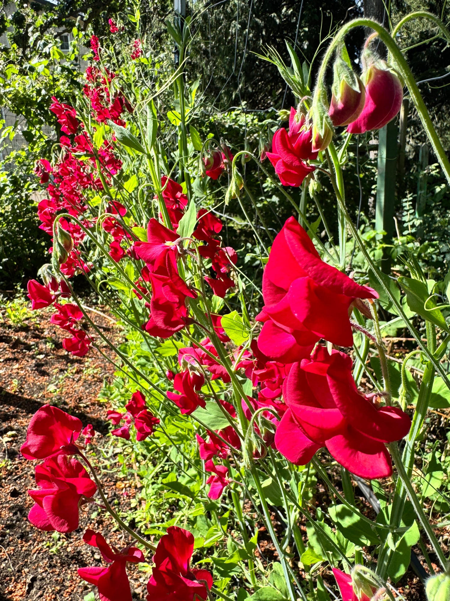 Sweet Pea, vining - Aristocrat