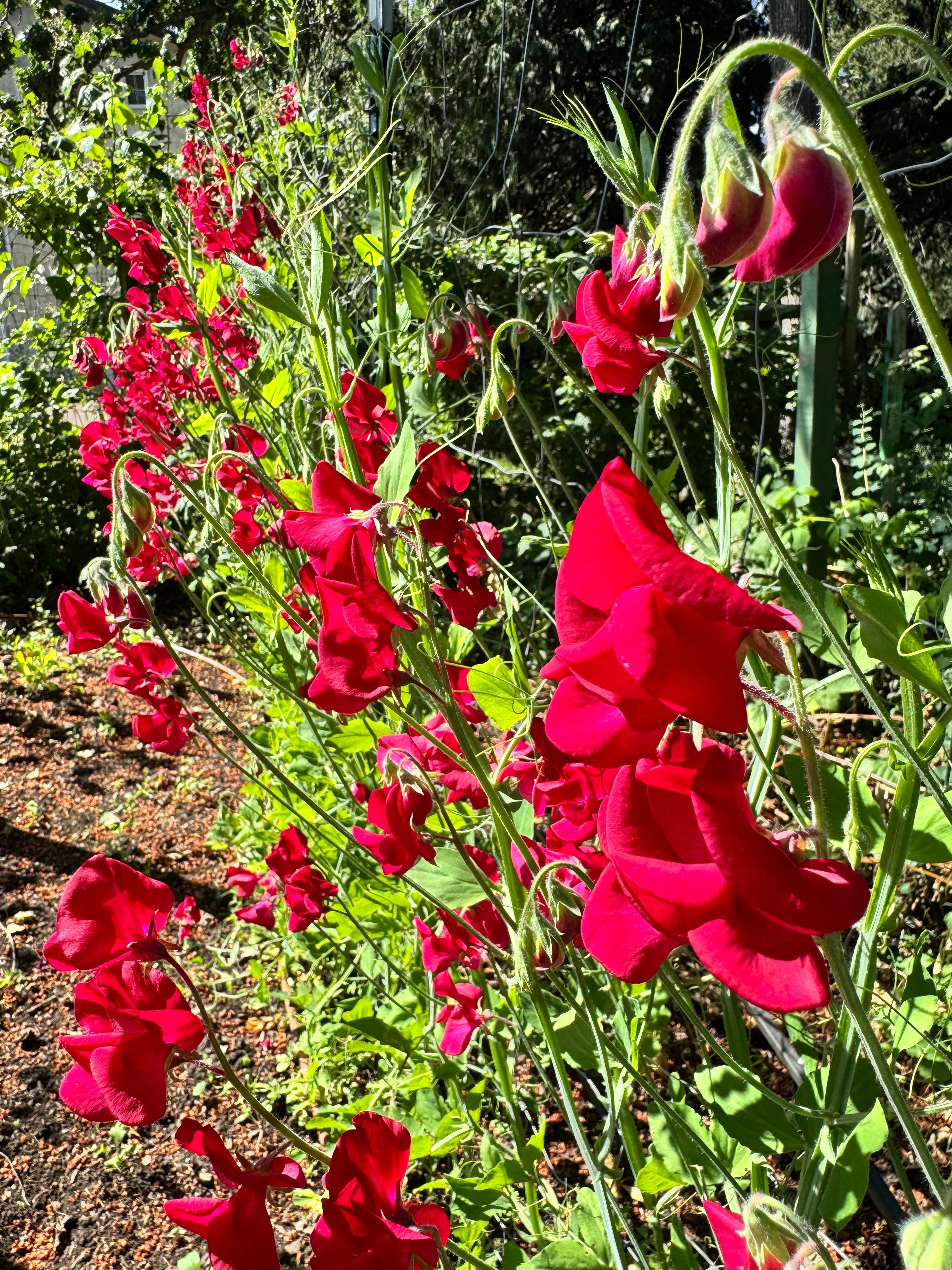 Sweet Pea, vining - Aristocrat