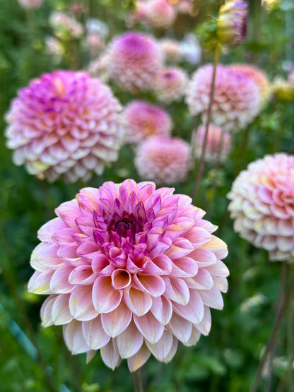 Dahlia - Wine Eyed Jill