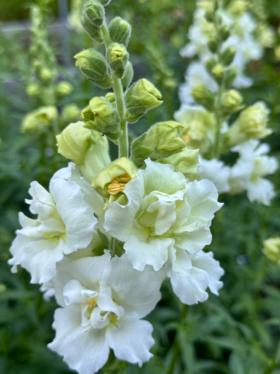 Snapdragon - Madame Butterfly Cream