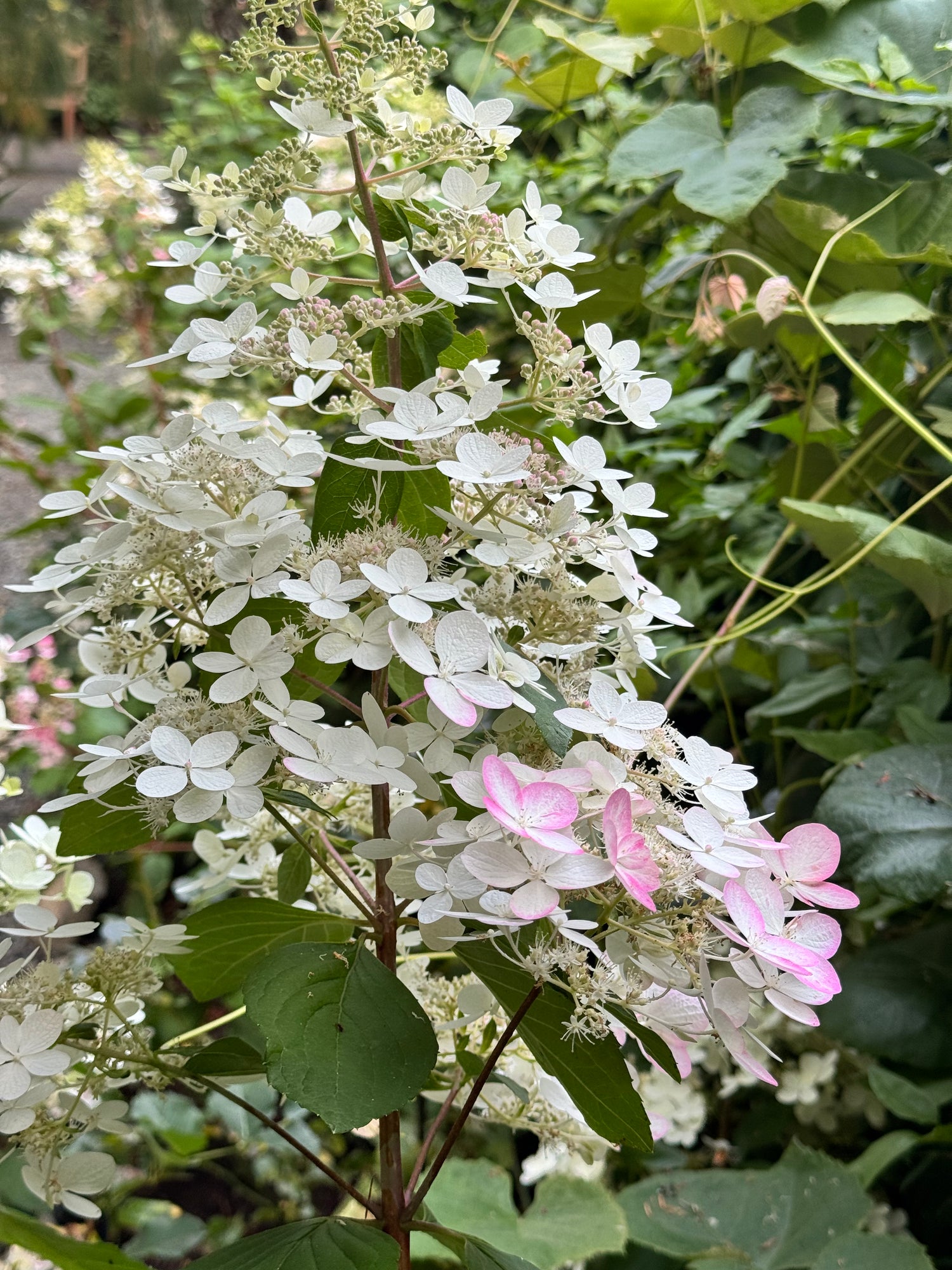 Hydrangea -Angel’s Blush