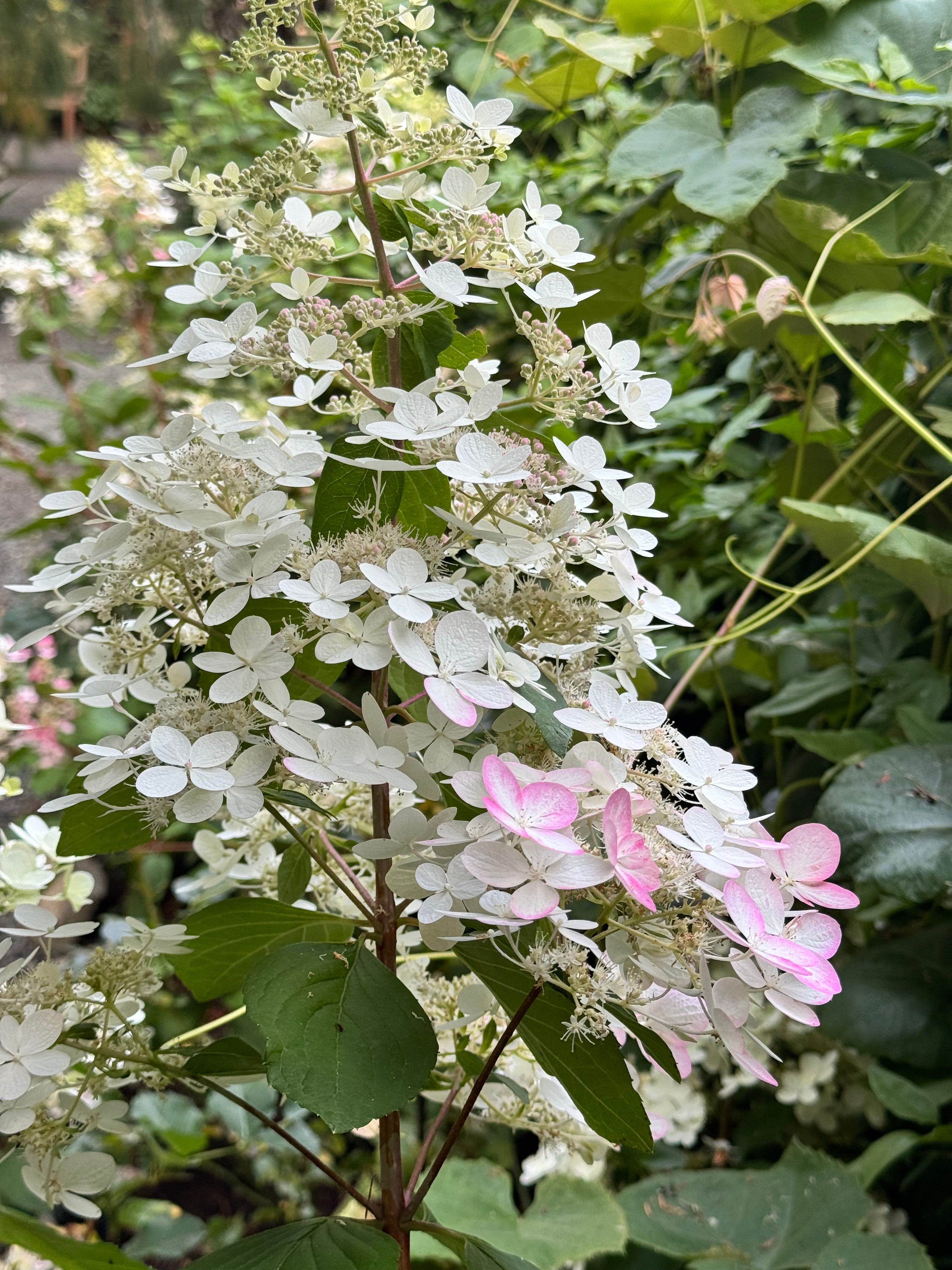 Hydrangea -Angel’s Blush