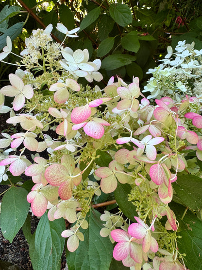 Hydrangea -Angel’s Blush