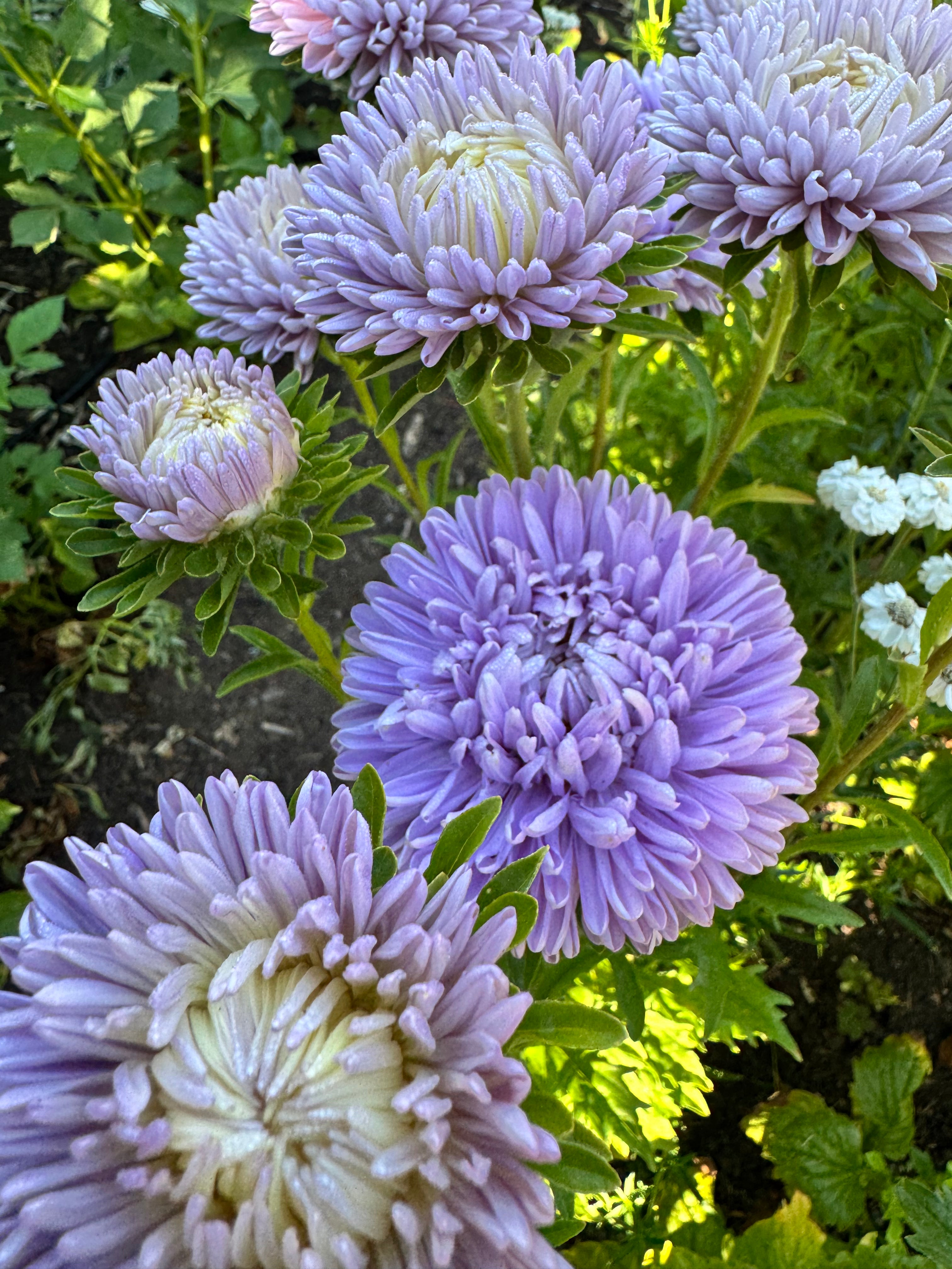Aster - Lady Coral Lavender