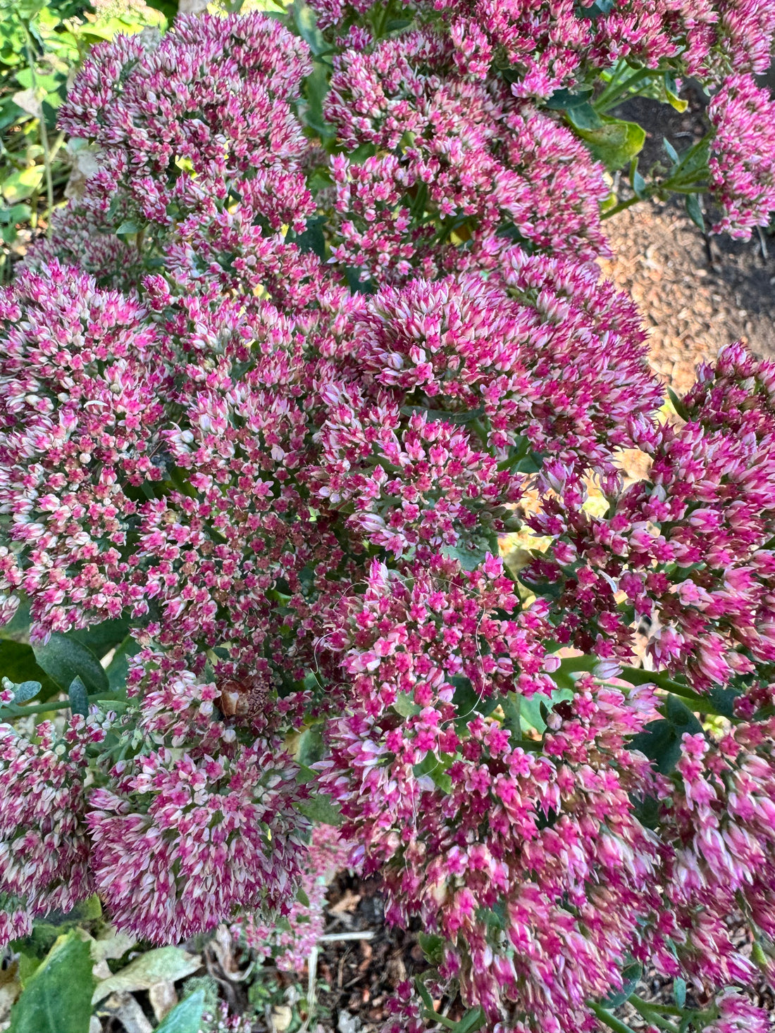 Sedum - Autumn Joy (red)