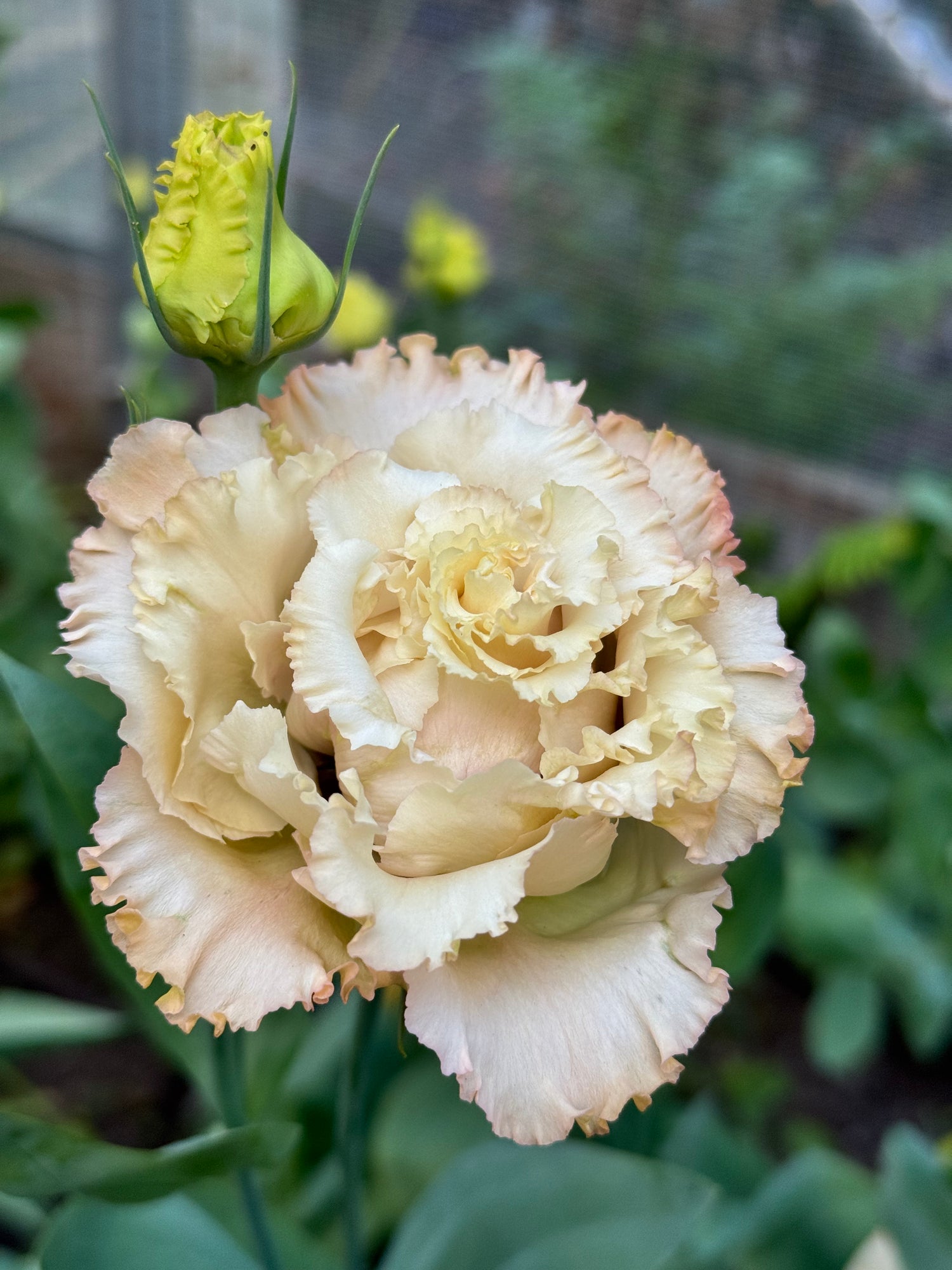 Lisianthus · Voyage Light Apricot