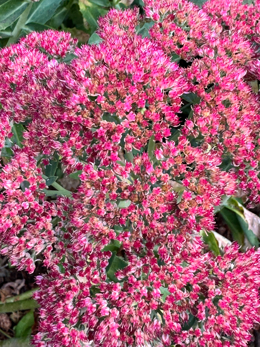 Sedum - Autumn Joy (red)