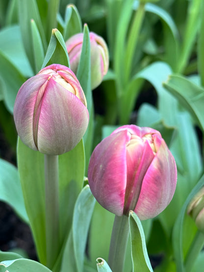 Tulip - Columbus