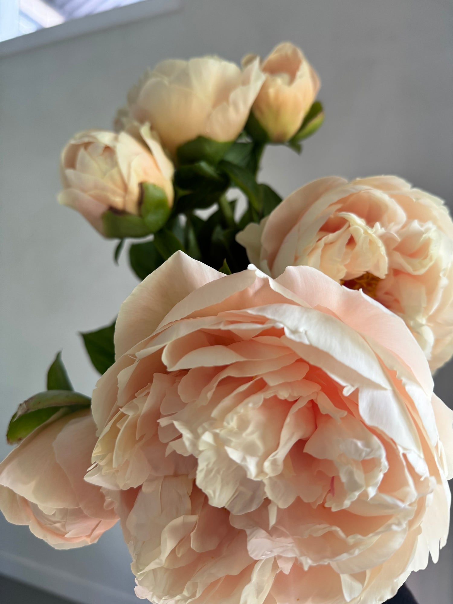 Peony bunch (7 stems)