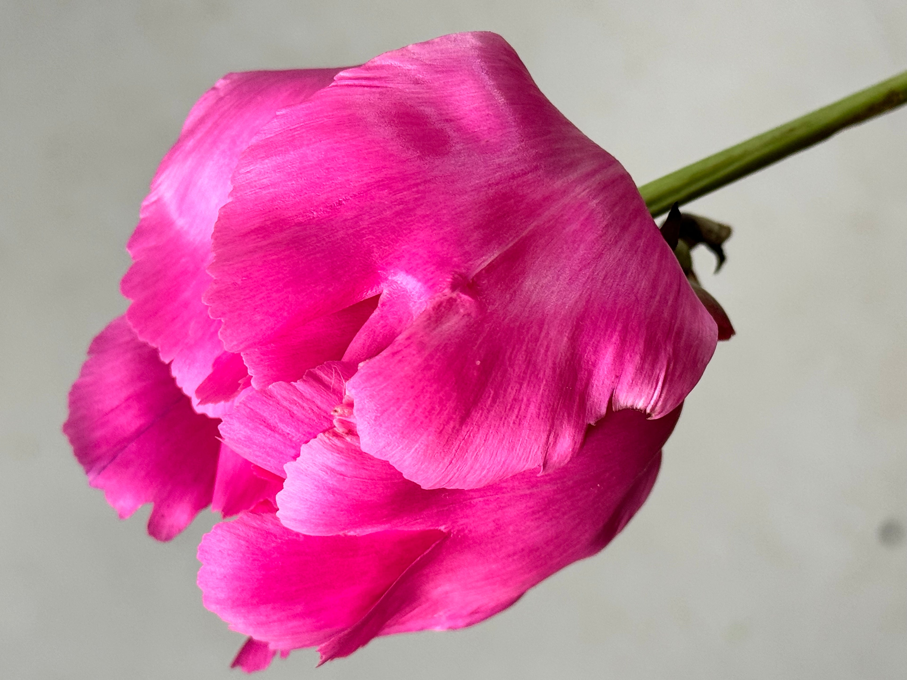 Peony - Hot Pink