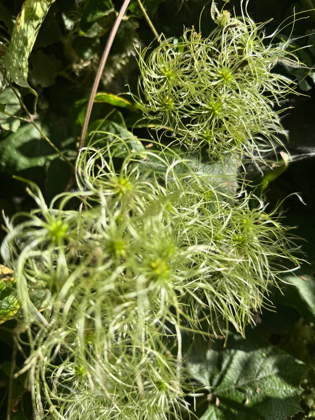Clematis - Vitalba with seed heads