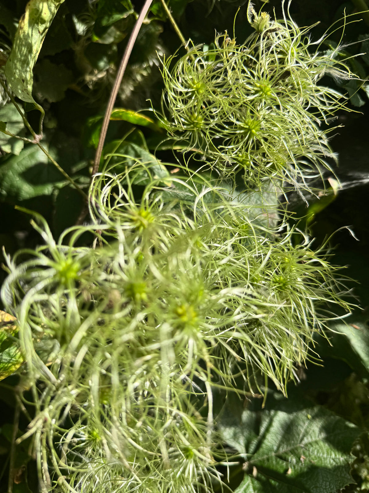 Clematis - Vitalba with seed heads